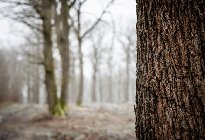 French Oak: Heritage, Resource, and Modern Uses