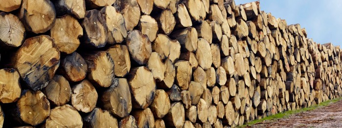 Log of wood