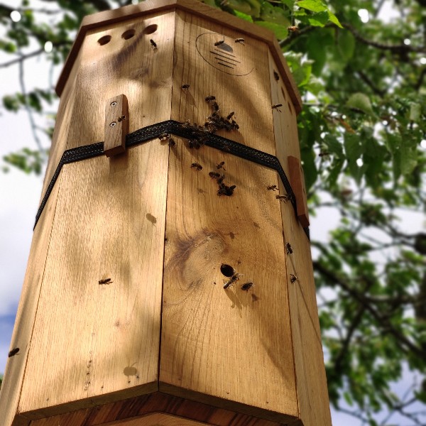 The Lunaire beehives chestnut wood